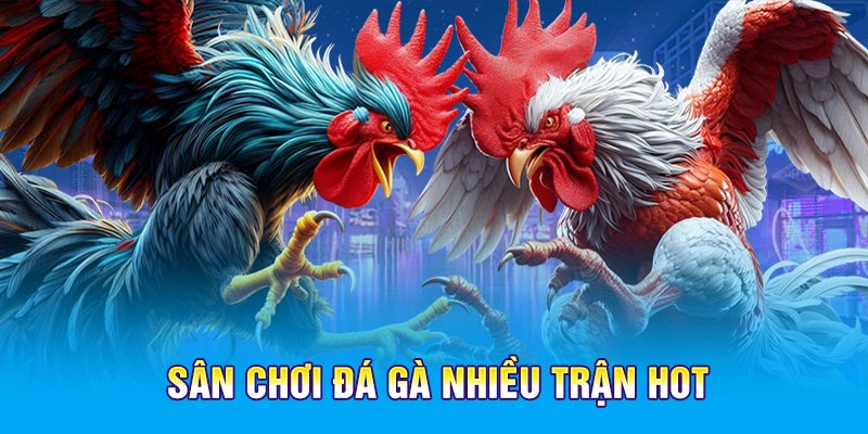 Sân chơi đá gà với rất nhiều trận hot hit, thú vị
